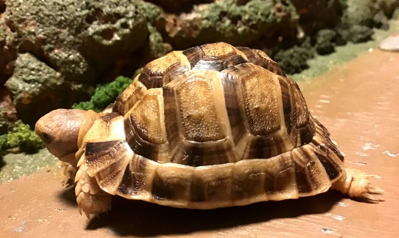 Egyptian - Tortoise Passion