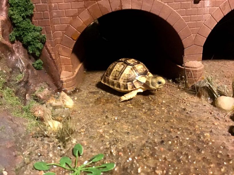 Egyptian Tortoises