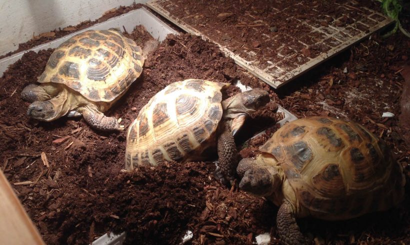 Russian Tortoises