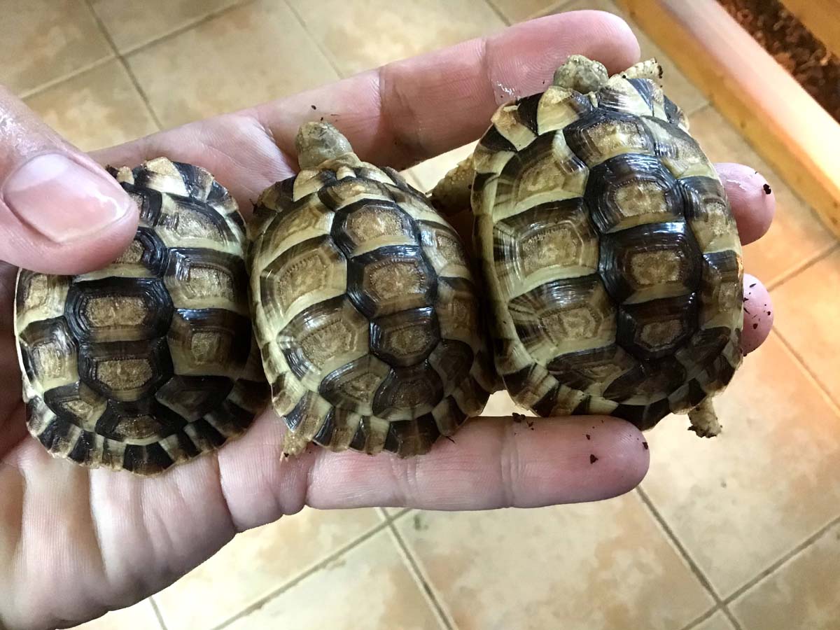 Egyptian Tortoises - Tortoise Passion