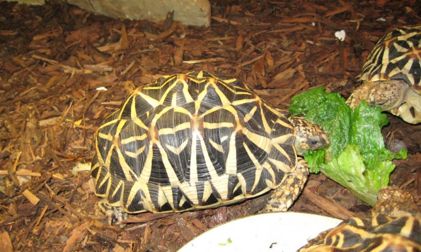 Indian Star Tortoises