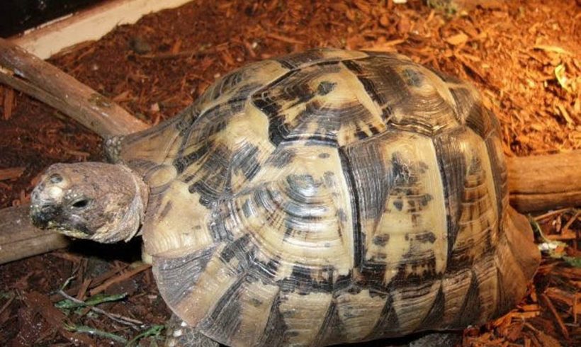 Greek Tortoises