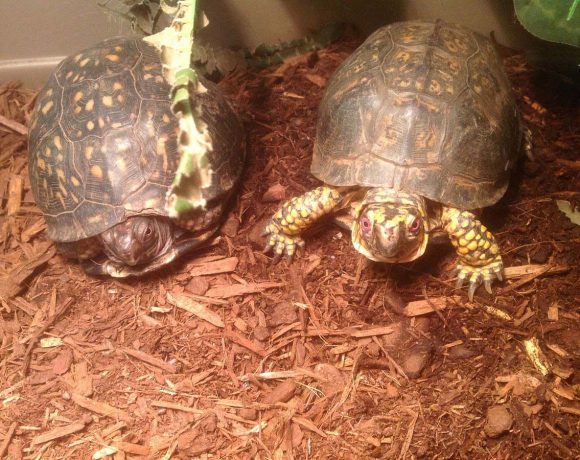 Eastern Box Turtles