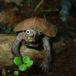 Black-Breasted Leaf Turtles